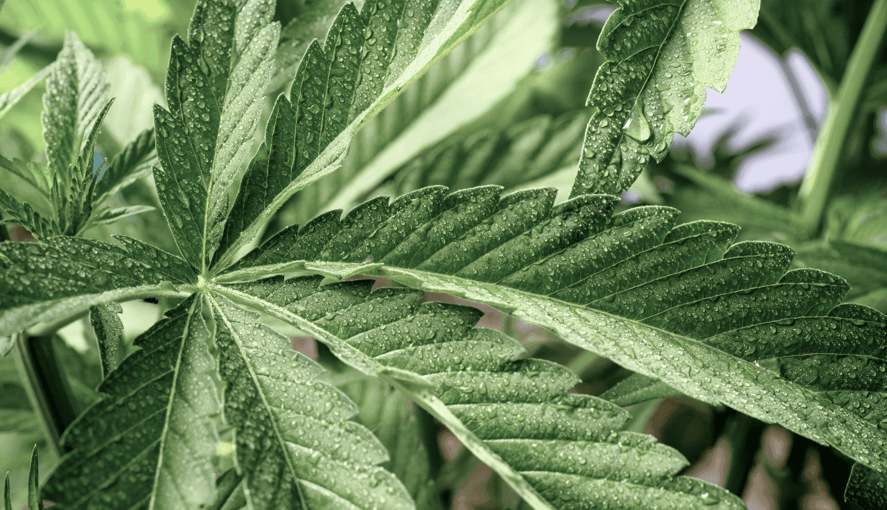Ein Cannabisblatt